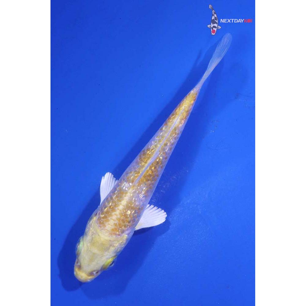 3.5” Imported Lemon Hariwake