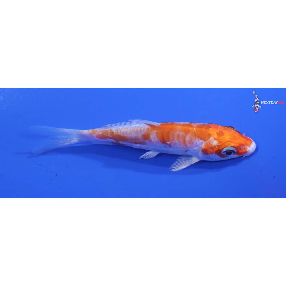 3.5” Imported Kikusui