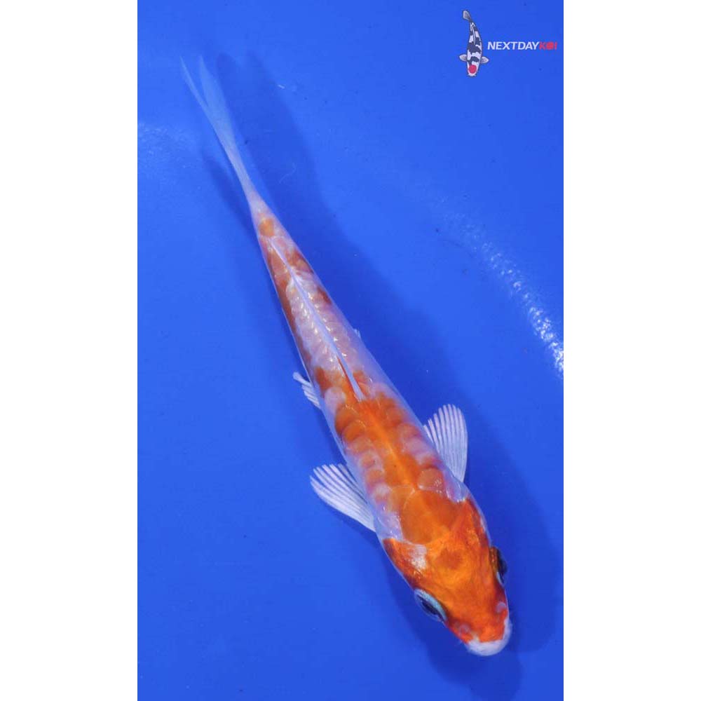 3.5” Imported Kikusui