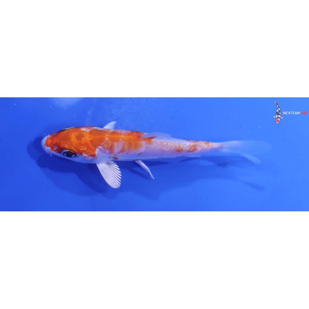 3.5” Imported Kikusui