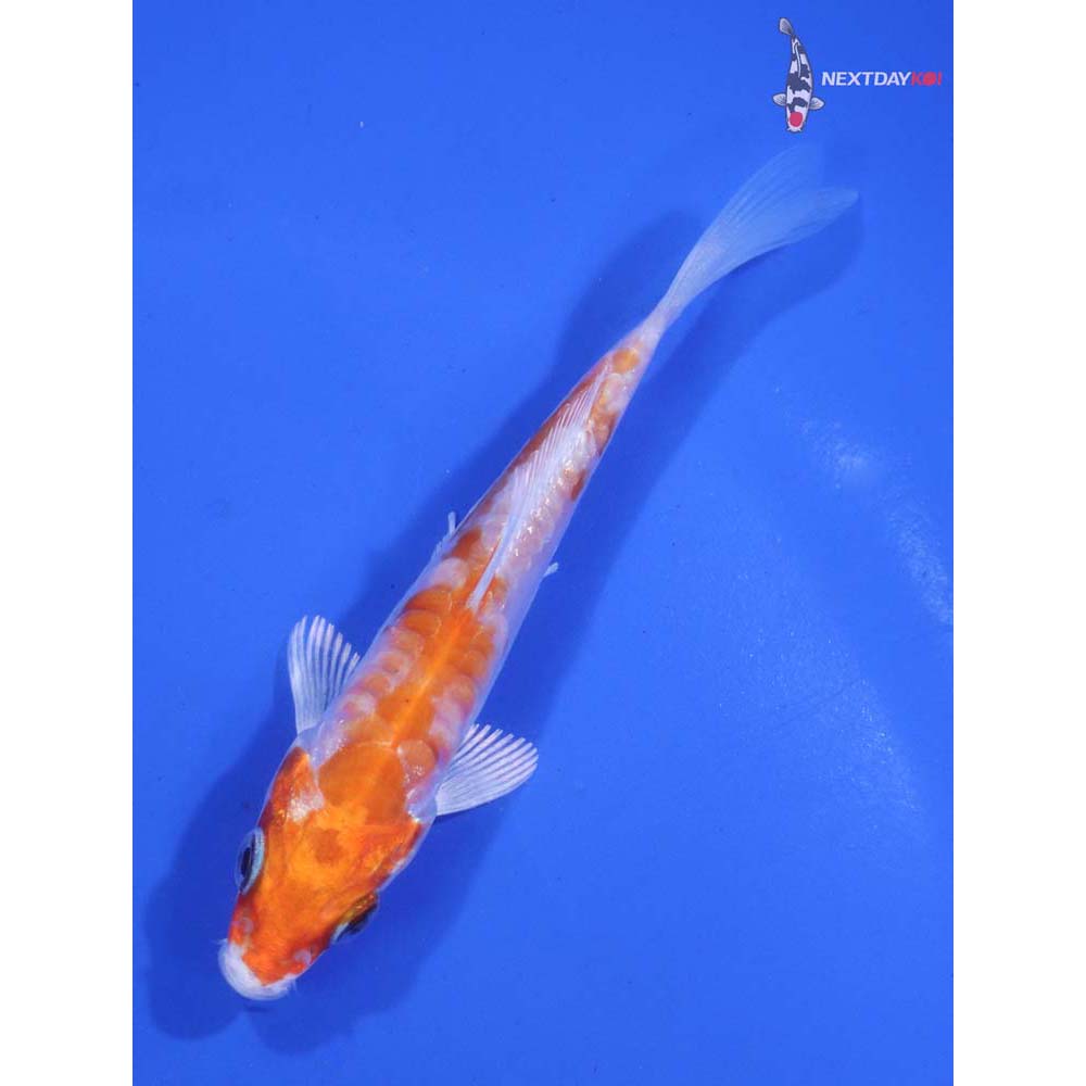 3.5” Imported Kikusui