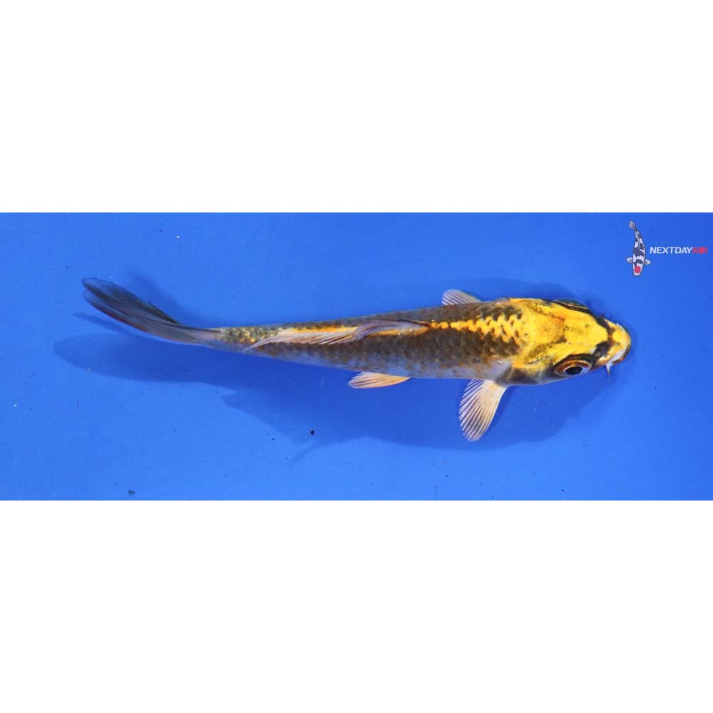 3.5” Imported Kujaku