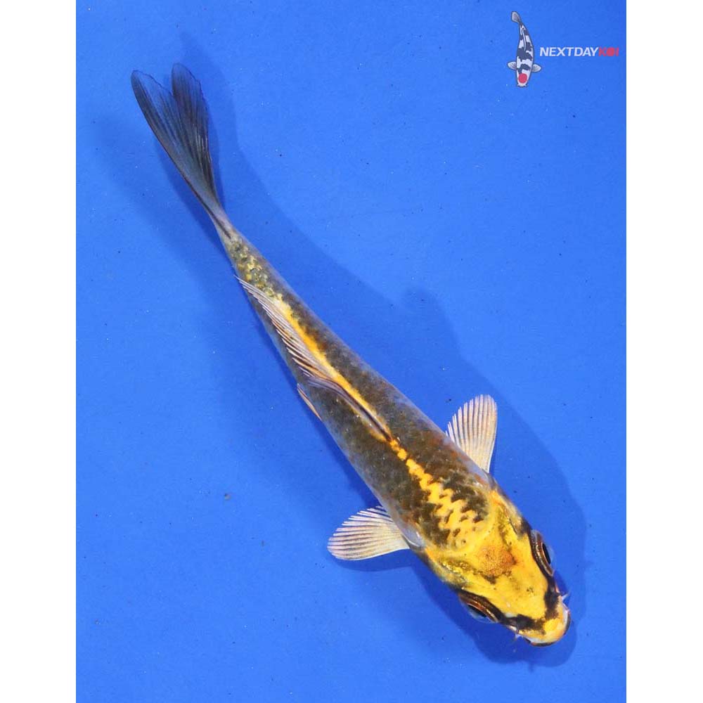 3.5” Imported Kujaku