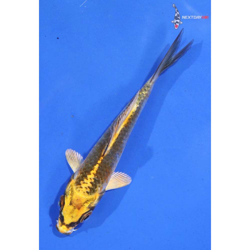 3.5” Imported Kujaku