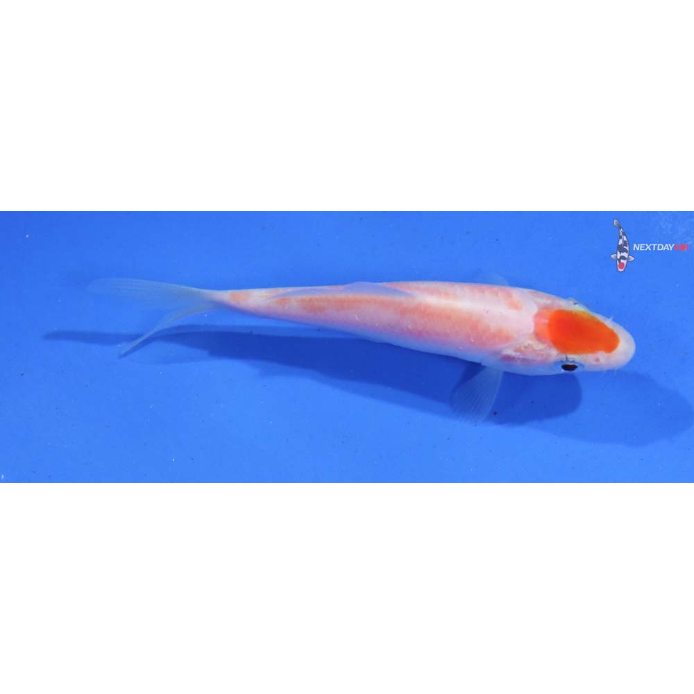 3.5” Imported Kohaku