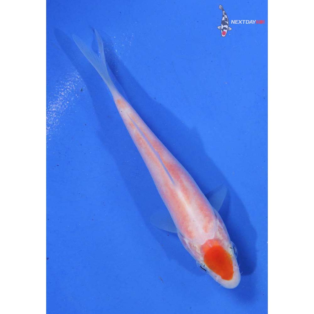 3.5” Imported Kohaku