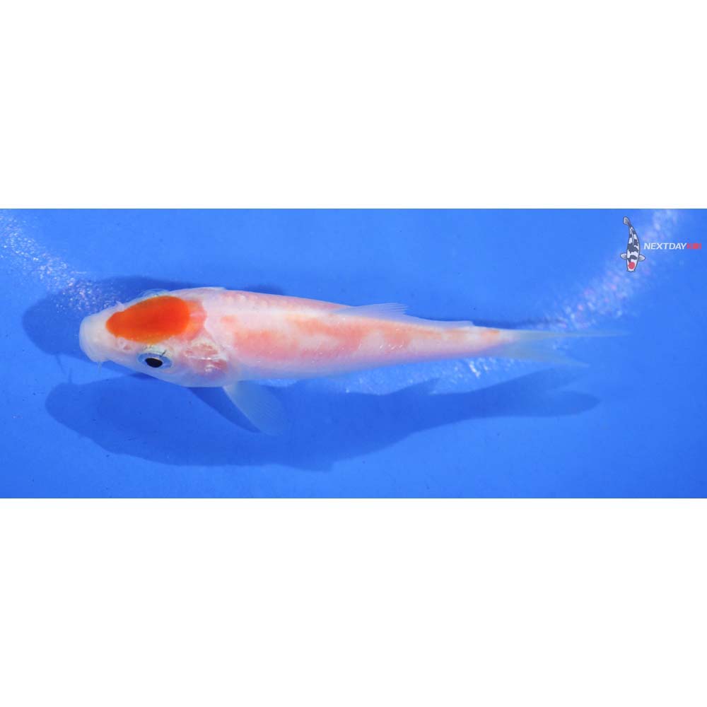 3.5” Imported Kohaku