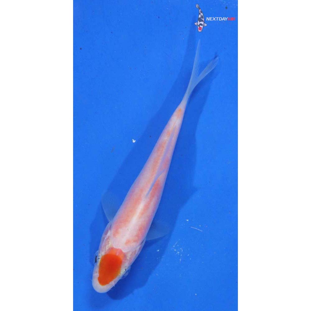 3.5” Imported Kohaku