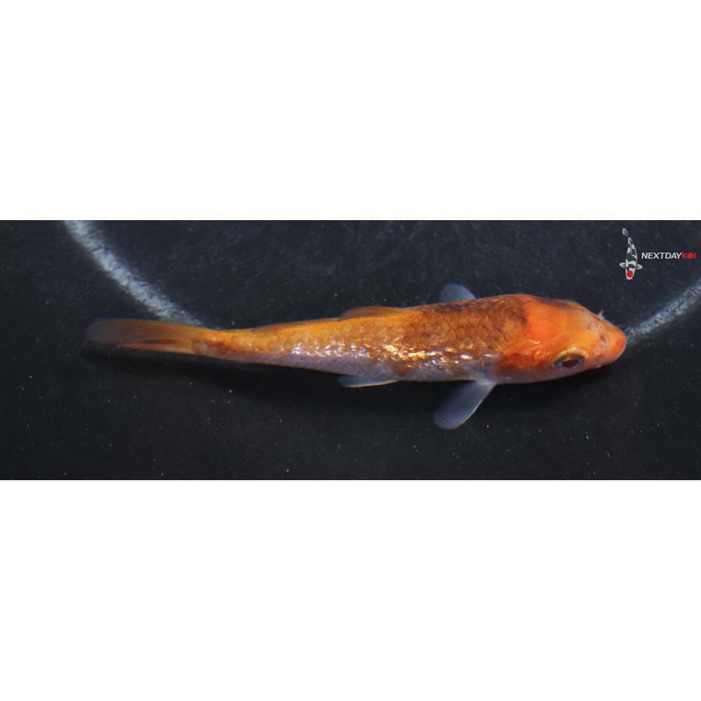 3.5” Imported Gin Rin Goromo