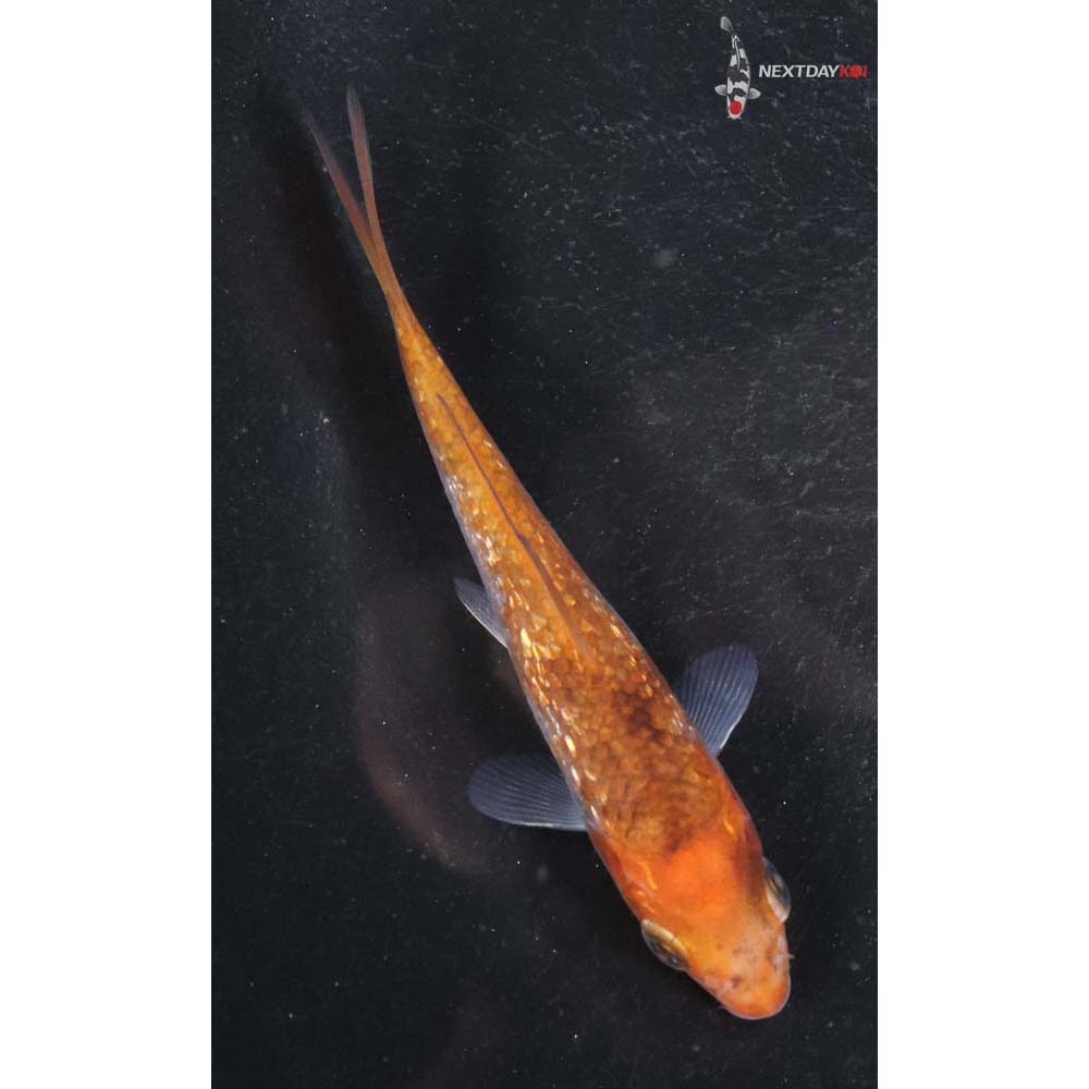 3.5” Imported Gin Rin Goromo