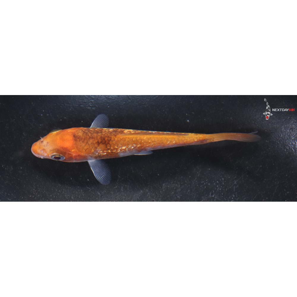 3.5” Imported Gin Rin Goromo