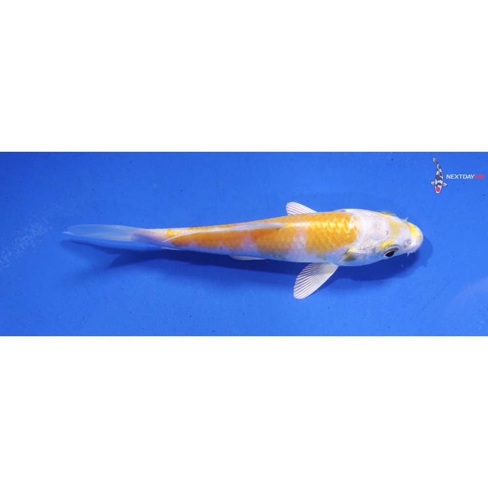 4” Imported Lemon Hariwake