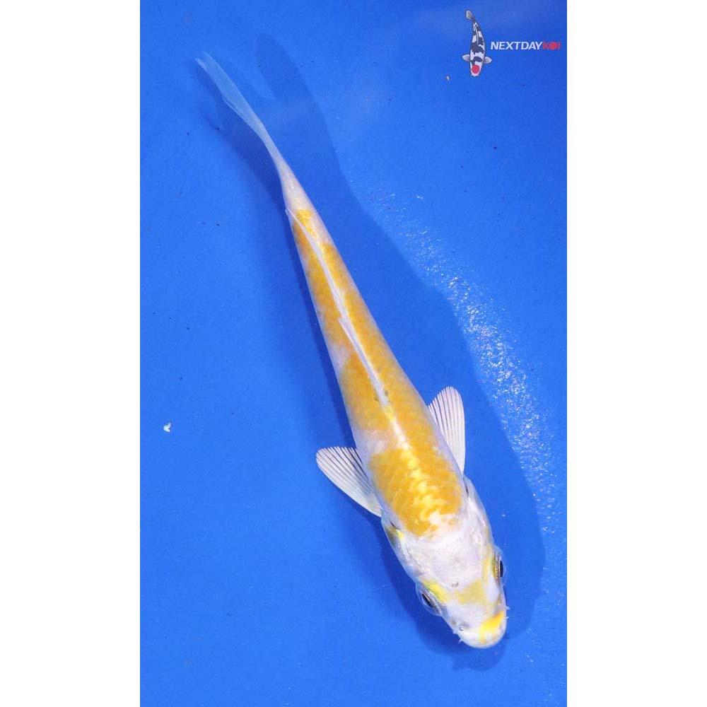 4” Imported Lemon Hariwake