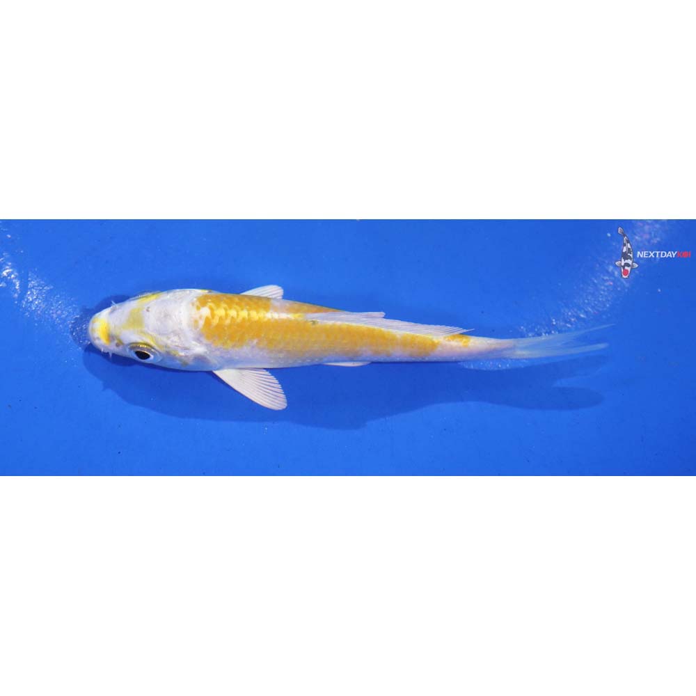 4” Imported Lemon Hariwake