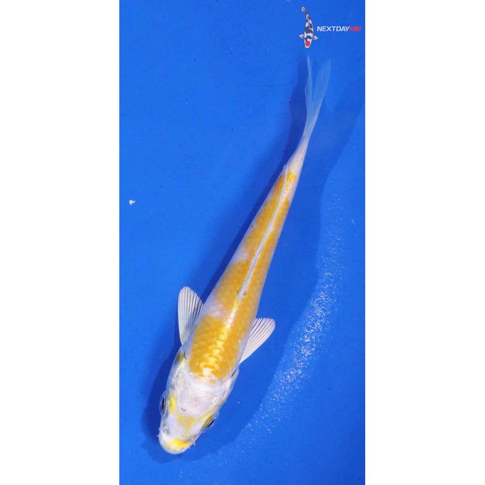 4” Imported Lemon Hariwake
