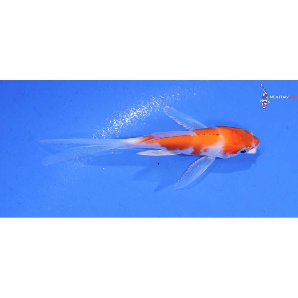3” Imported Kohaku Butterfly Koi