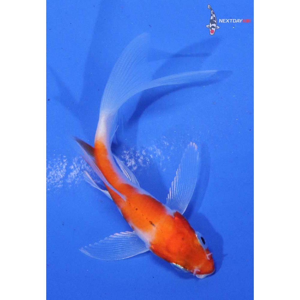 3” Imported Kohaku Butterfly Koi