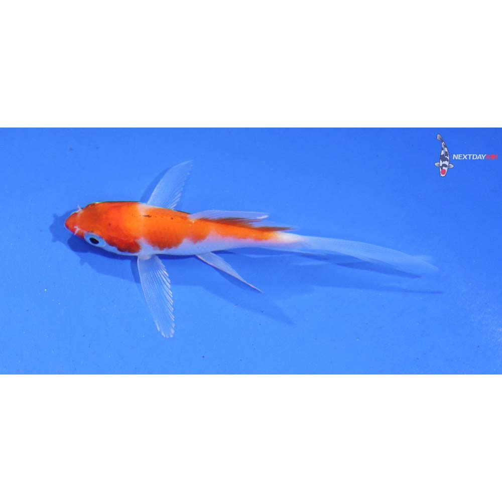 3” Imported Kohaku Butterfly Koi