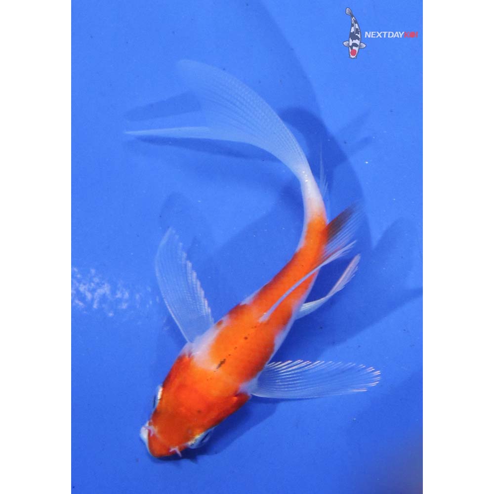 3” Imported Kohaku Butterfly Koi