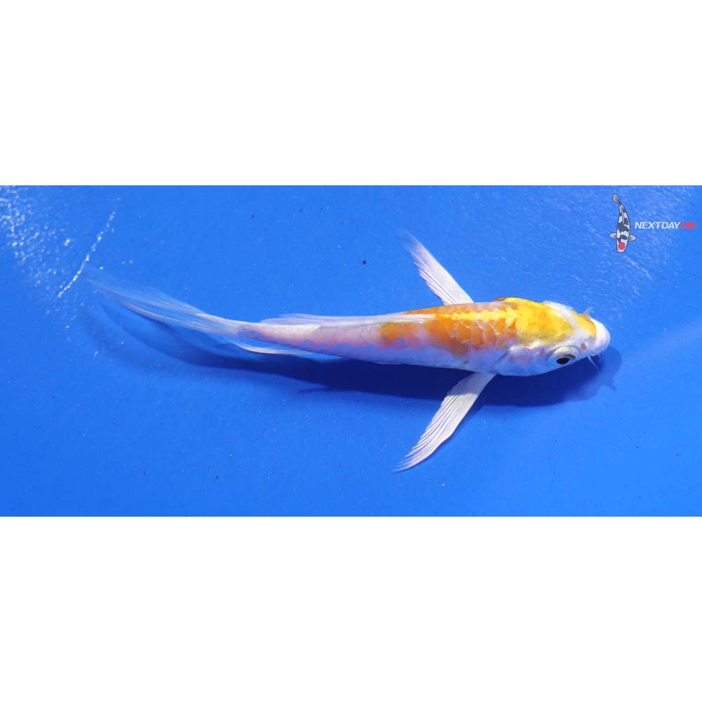 4” Imported Doitsu Lemon Hariwake Butterfly Koi