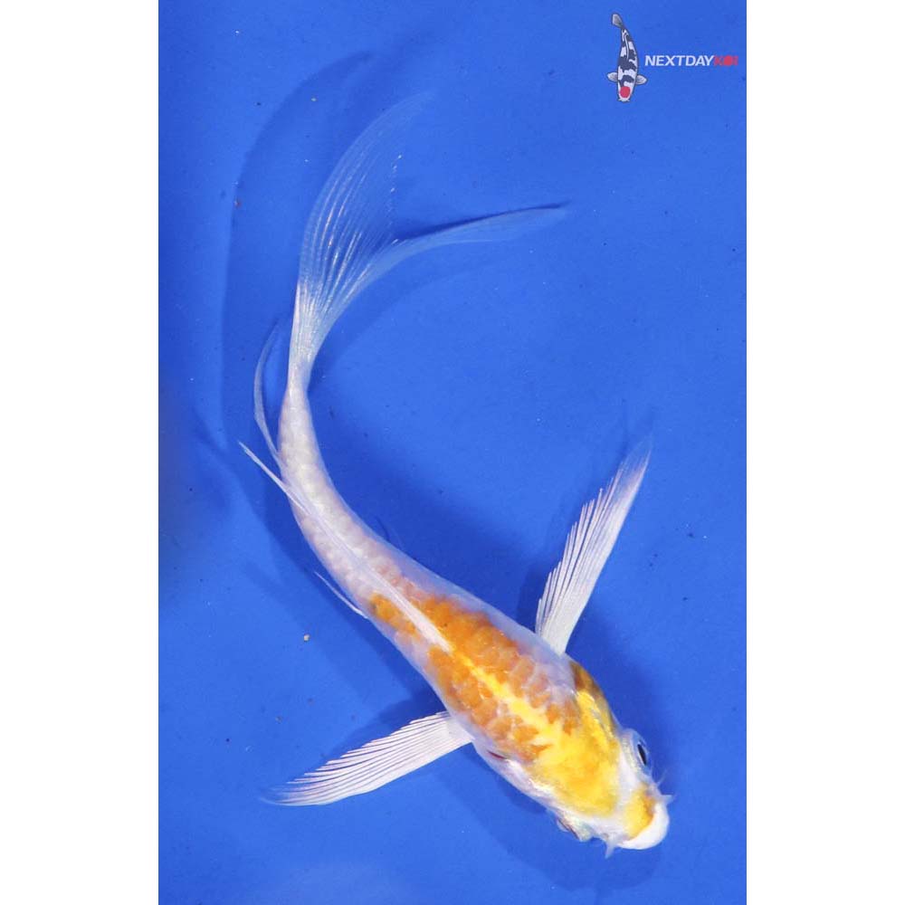4” Imported Doitsu Lemon Hariwake Butterfly Koi