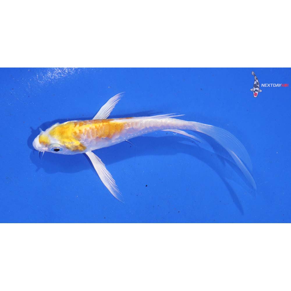 4” Imported Doitsu Lemon Hariwake Butterfly Koi