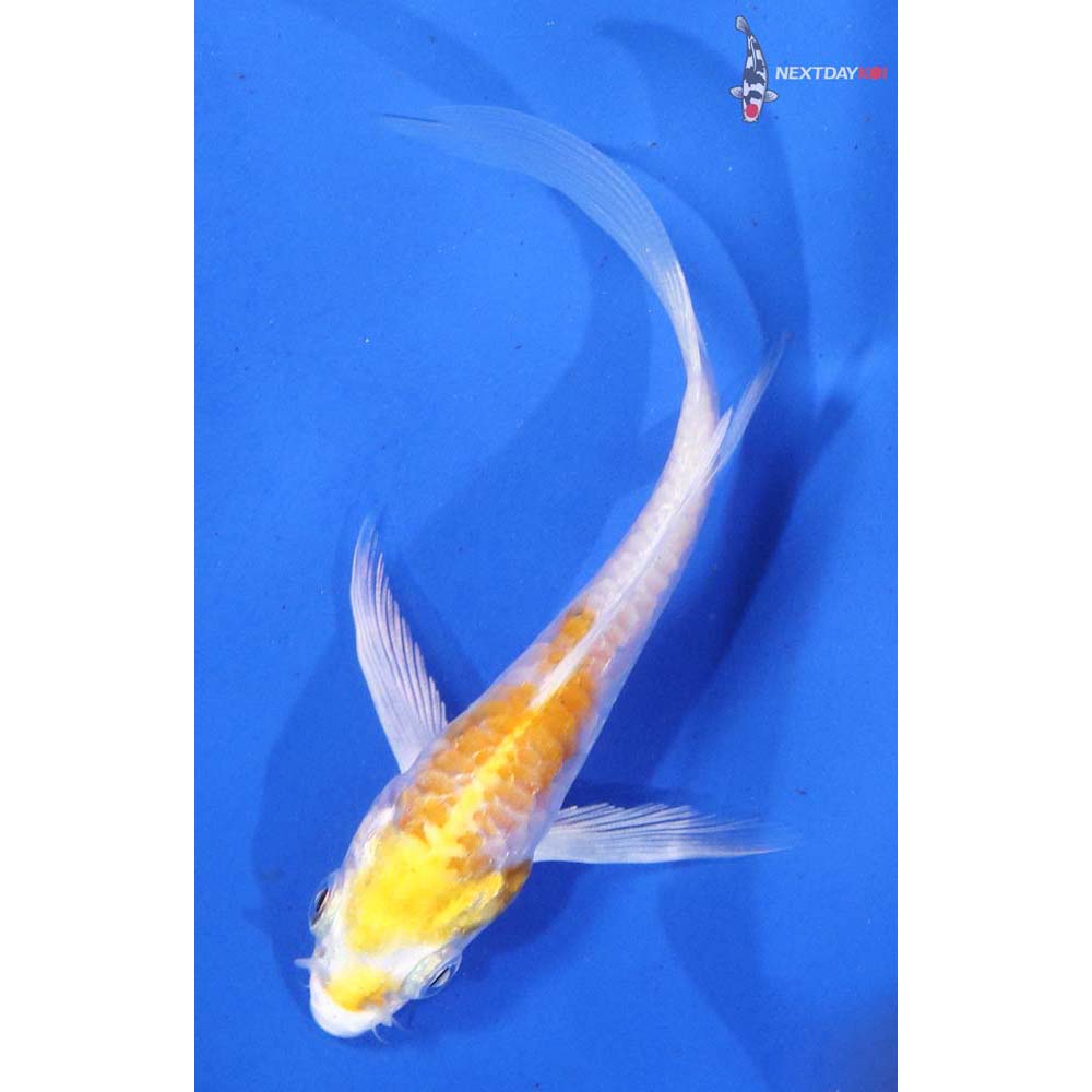 4” Imported Doitsu Lemon Hariwake Butterfly Koi
