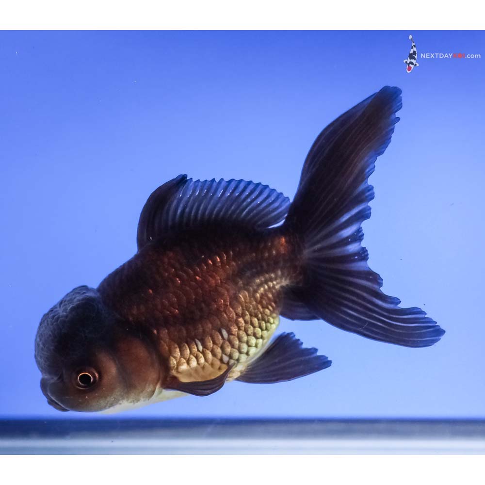 4.5” Imported Black Oranda