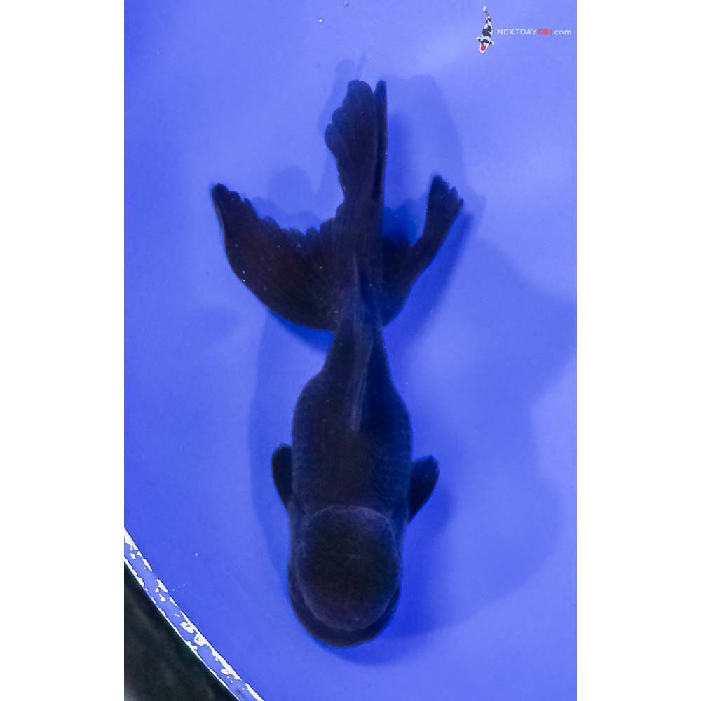 4.5” Imported Black Oranda