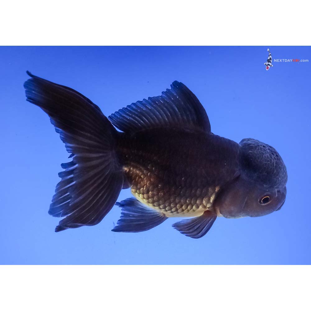 4.5” Imported Black Oranda