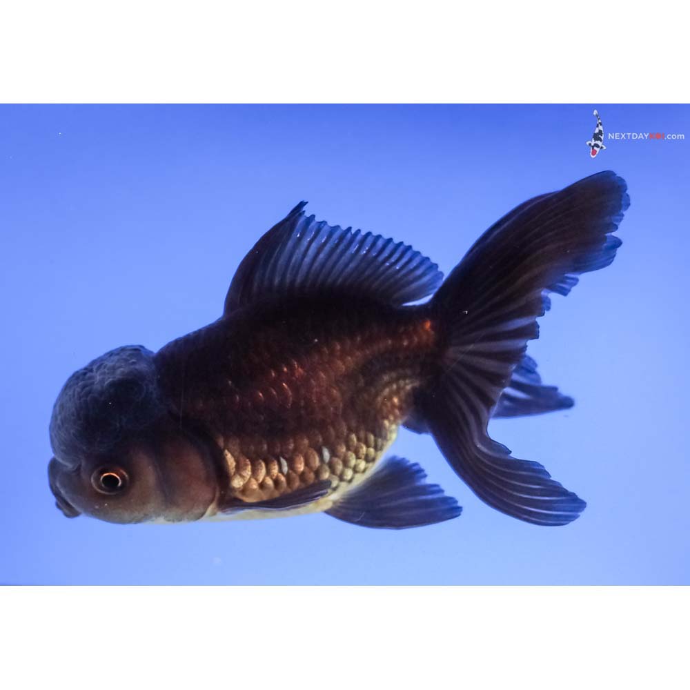 4.5” Imported Black Oranda