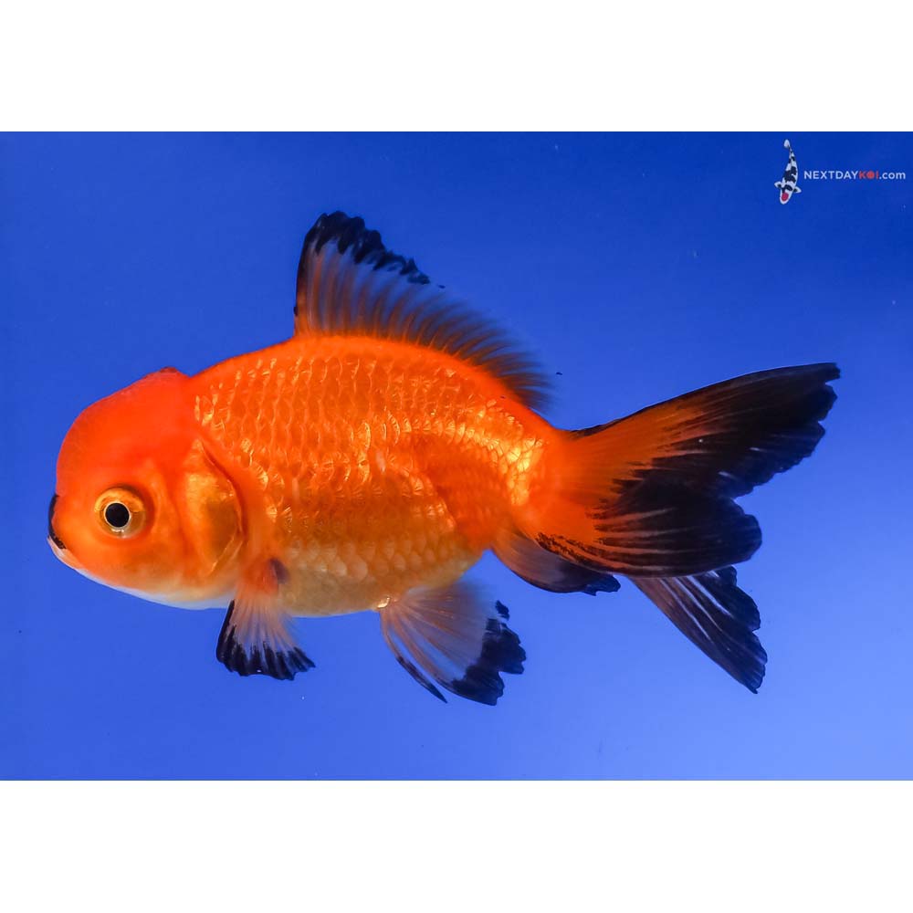 4” Imported Red and Black Oranda