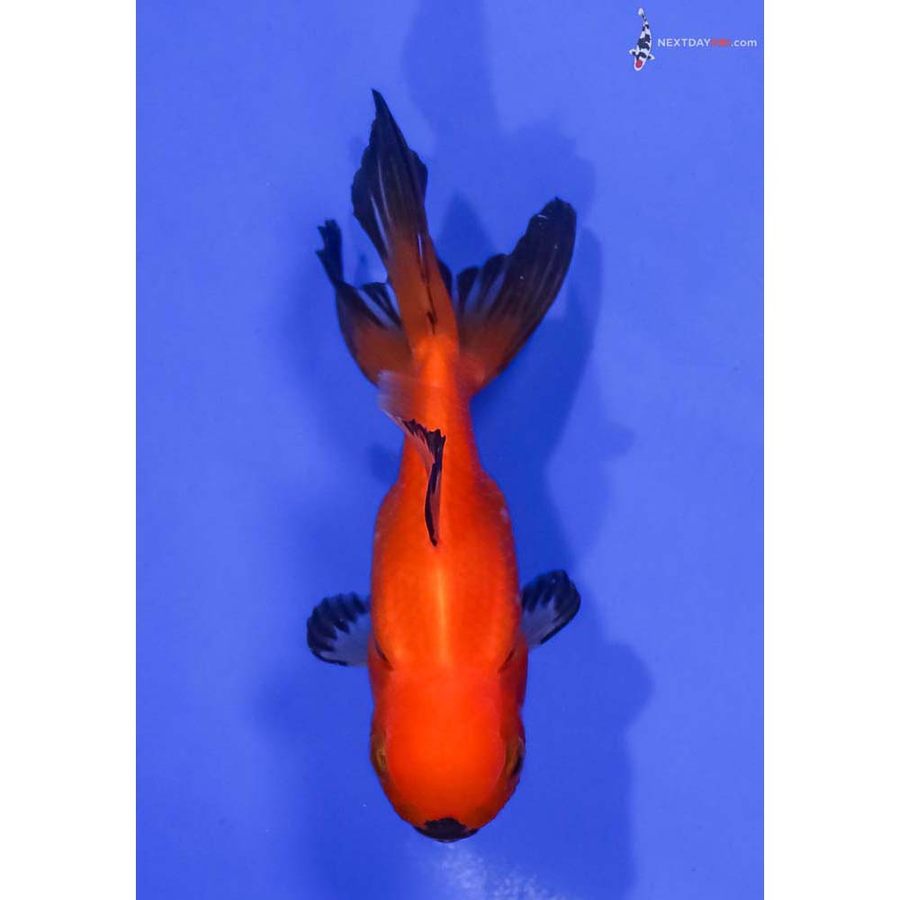 4” Imported Red and Black Oranda