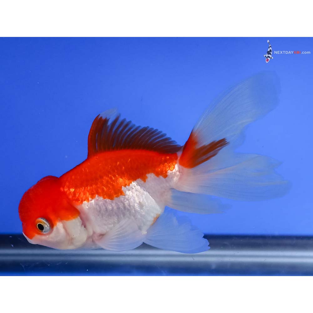 4” Imported Red and White Oranda