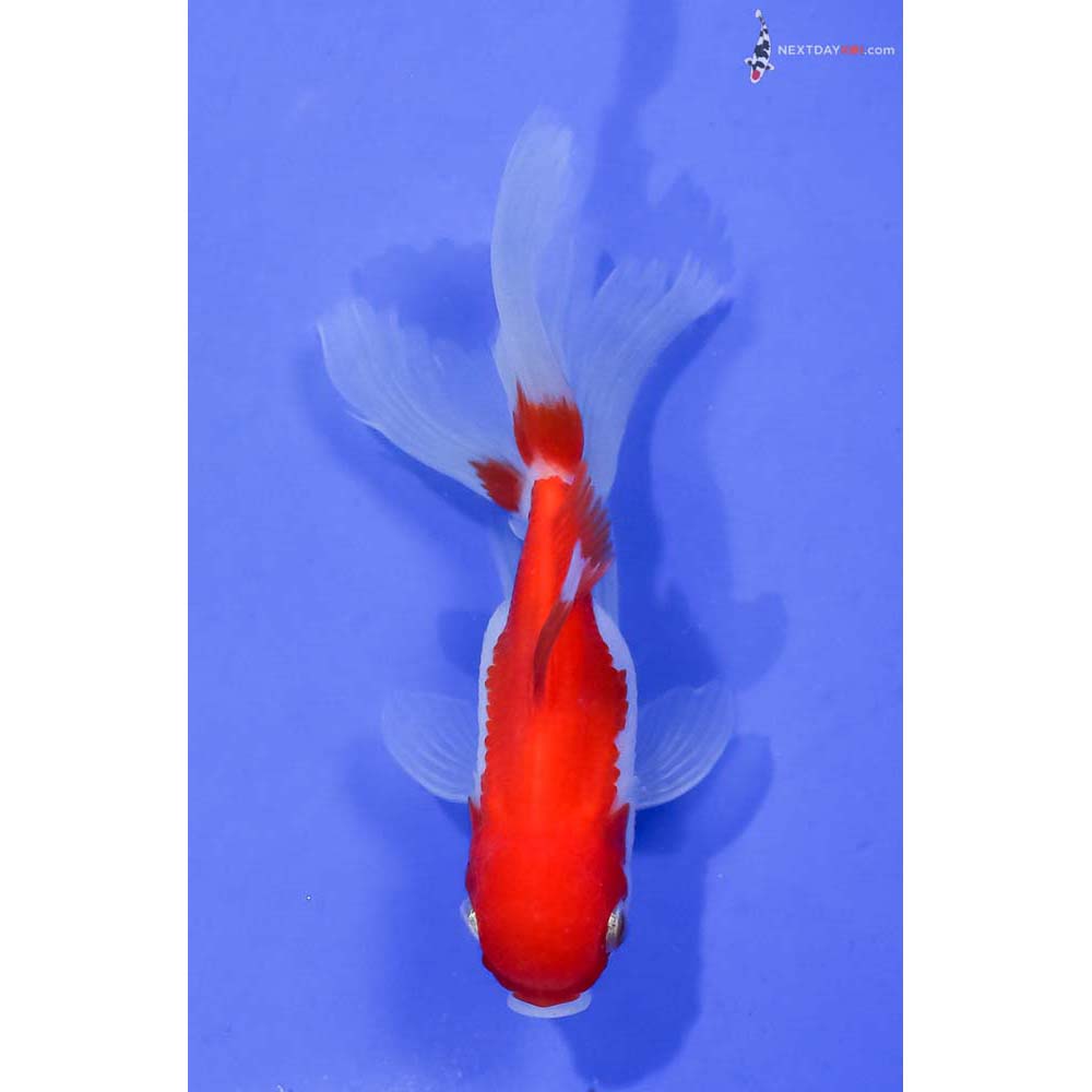 4” Imported Red and White Oranda
