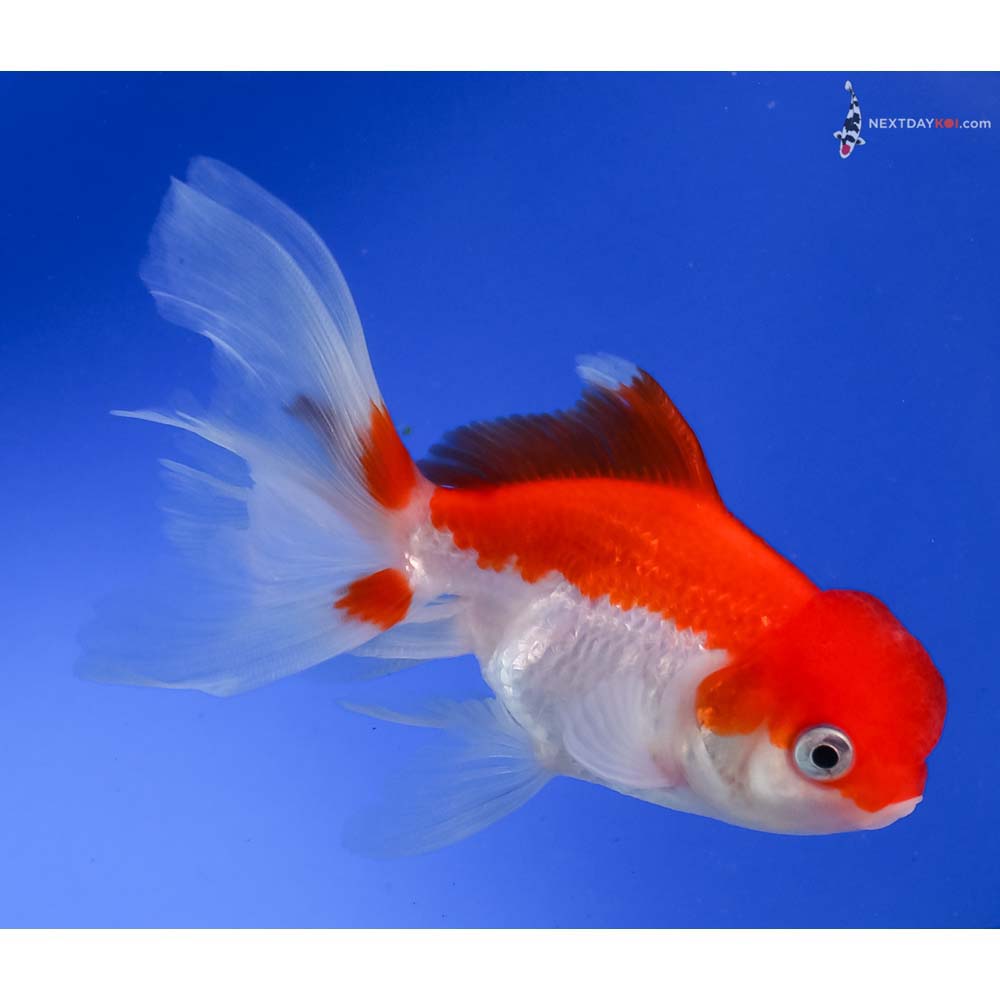 4” Imported Red and White Oranda