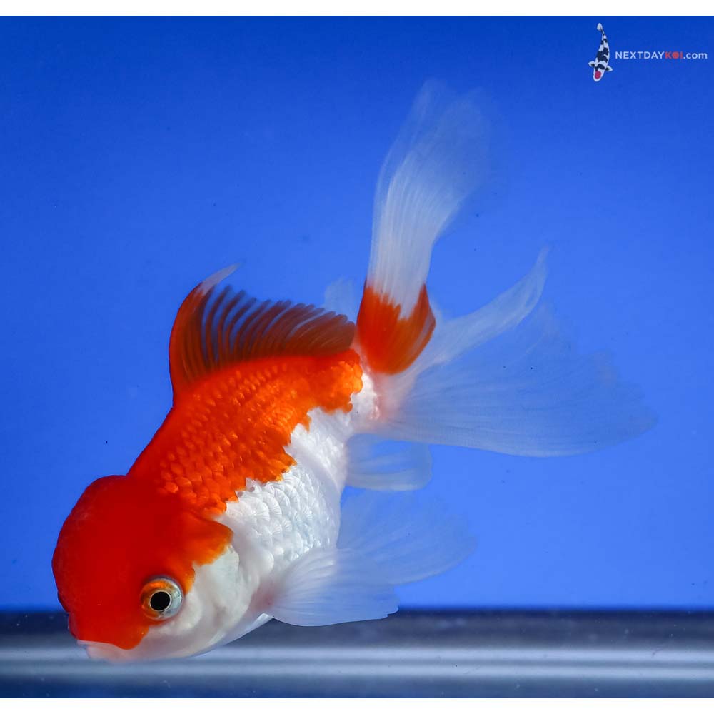 4” Imported Red and White Oranda