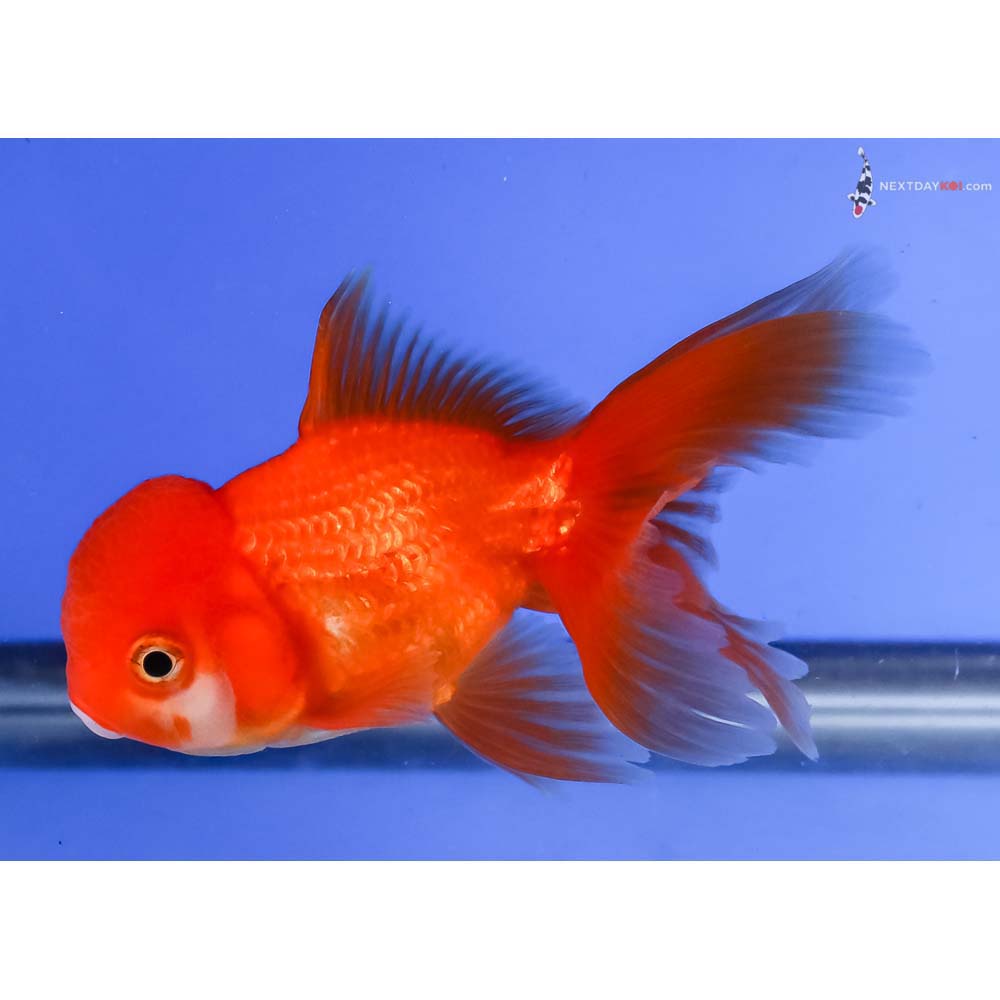 4” Imported Red and White Oranda