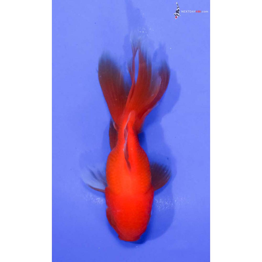 4” Imported Red and White Oranda