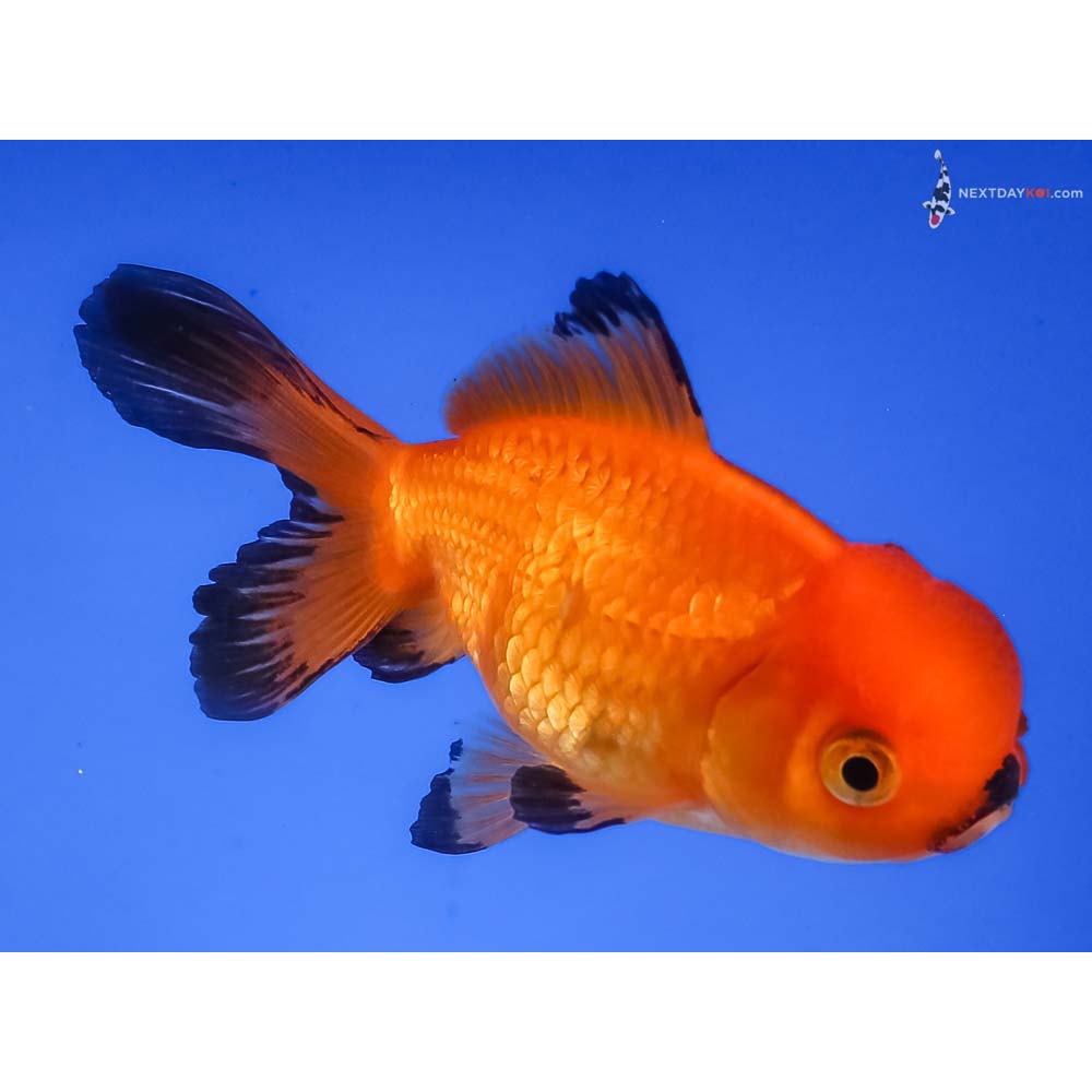 4” Imported Red and Black Oranda