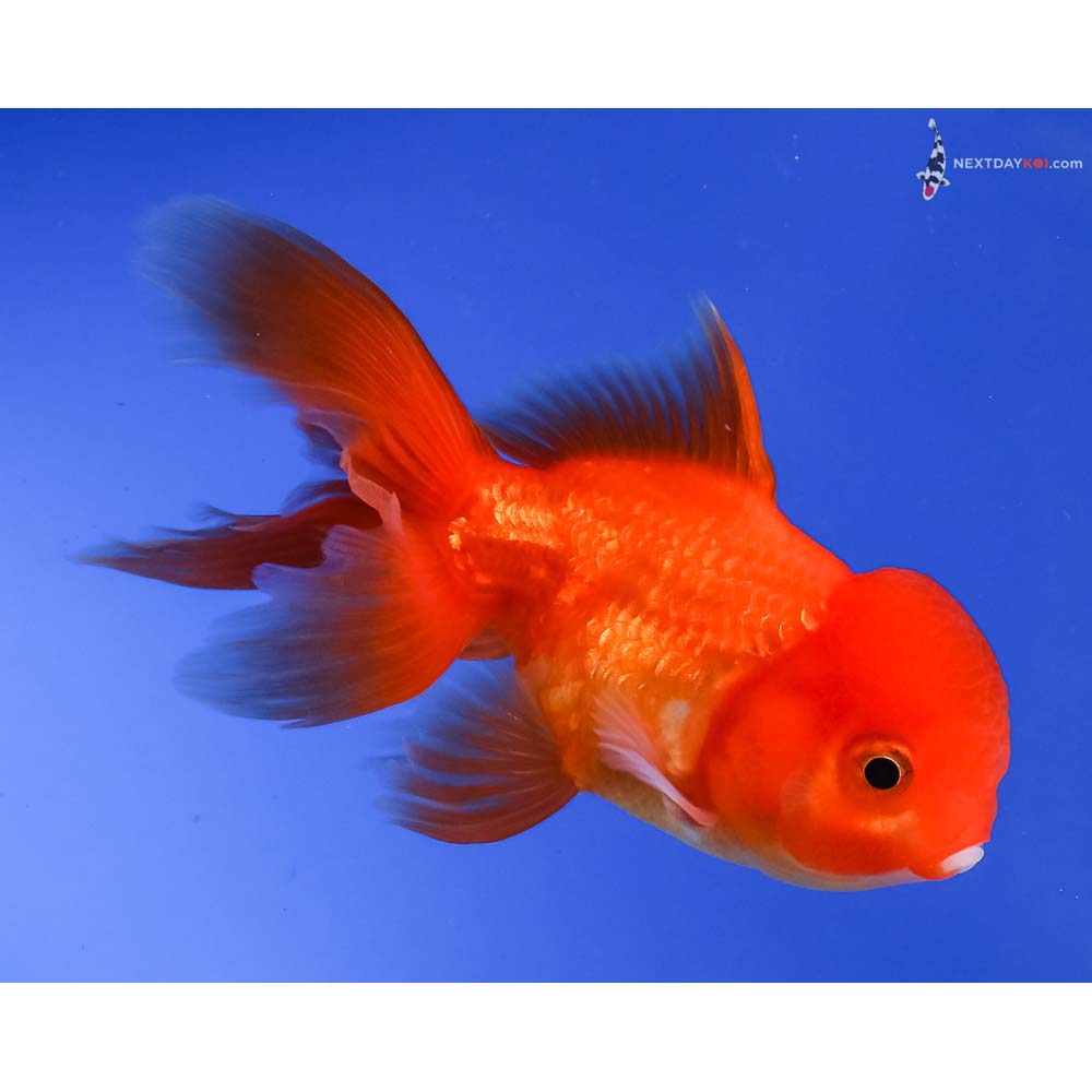 4” Imported Red and White Oranda