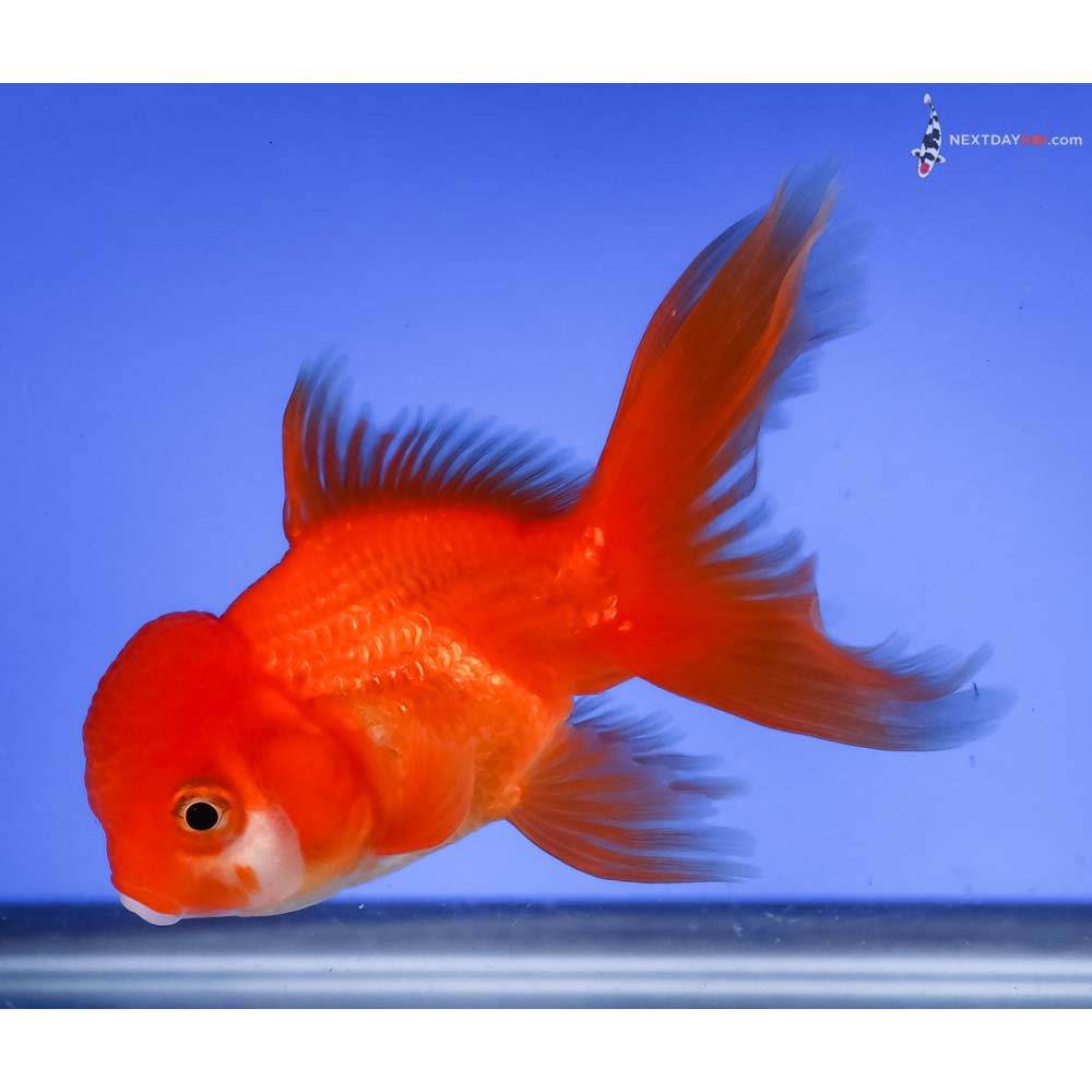 4” Imported Red and White Oranda