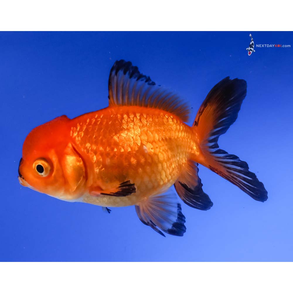 4” Imported Red and Black Oranda