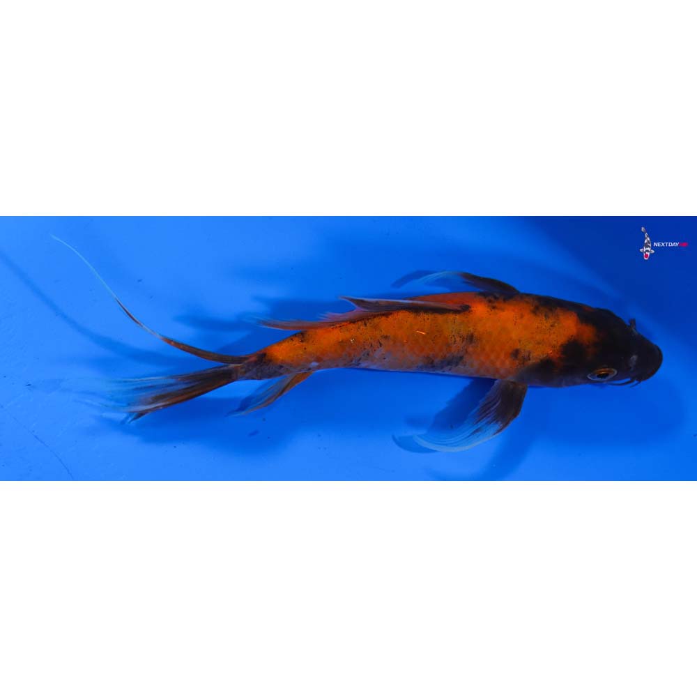 7” Imported Hi Utsuri Butterfly Koi