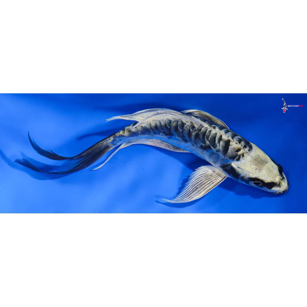 7” Imported Kin Kikokuryu Butterfly Koi