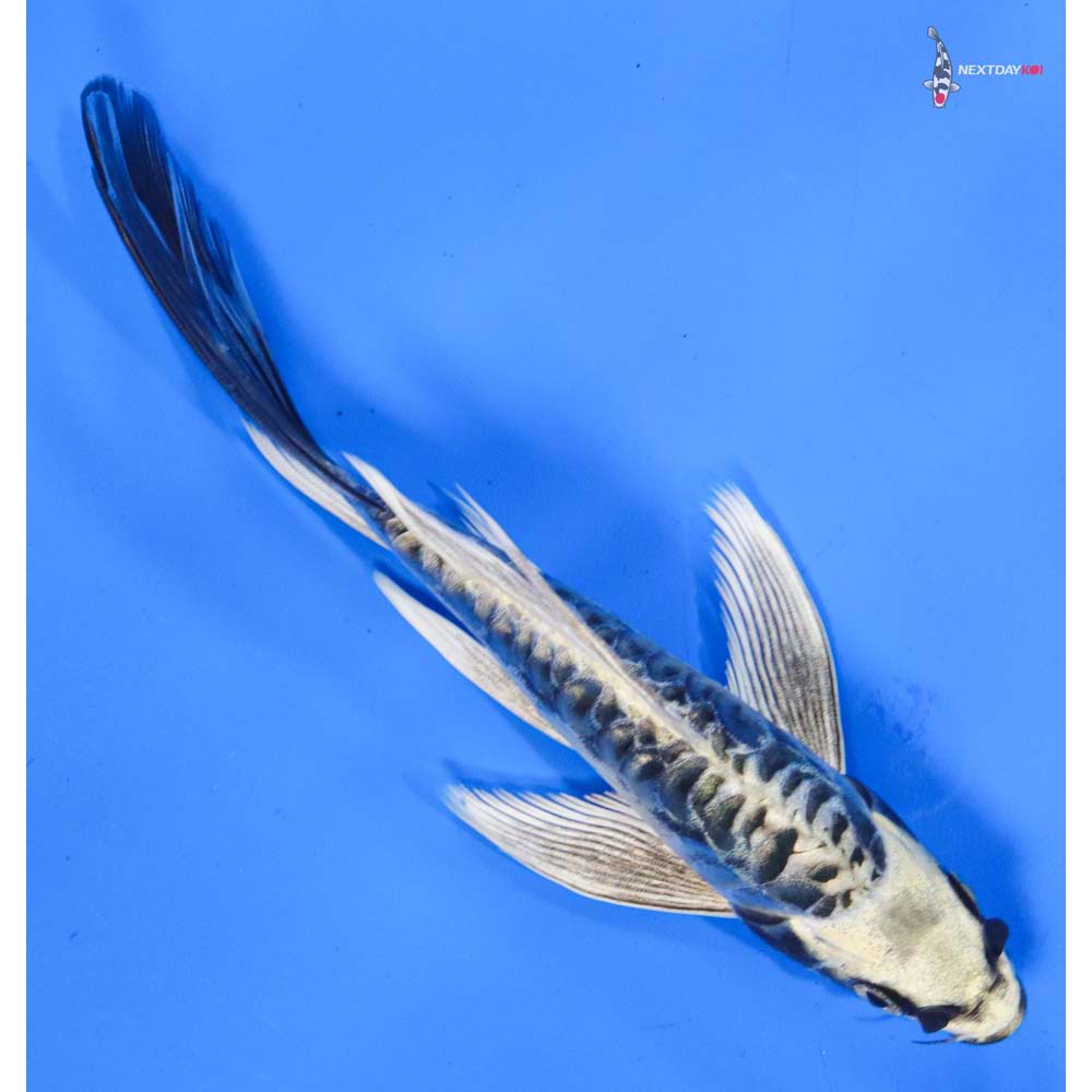 7” Imported Kin Kikokuryu Butterfly Koi