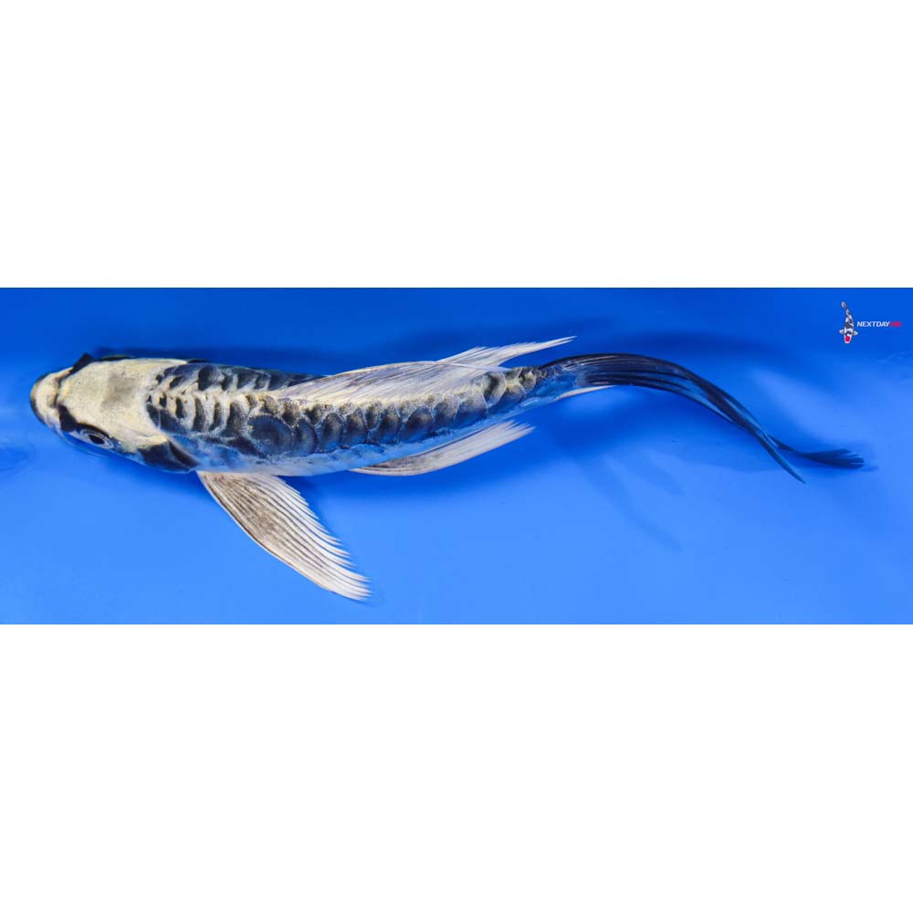 7” Imported Kin Kikokuryu Butterfly Koi