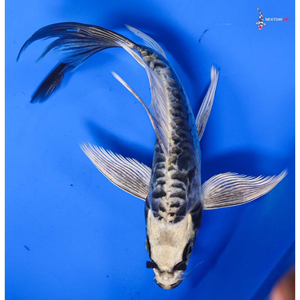 7” Imported Kin Kikokuryu Butterfly Koi