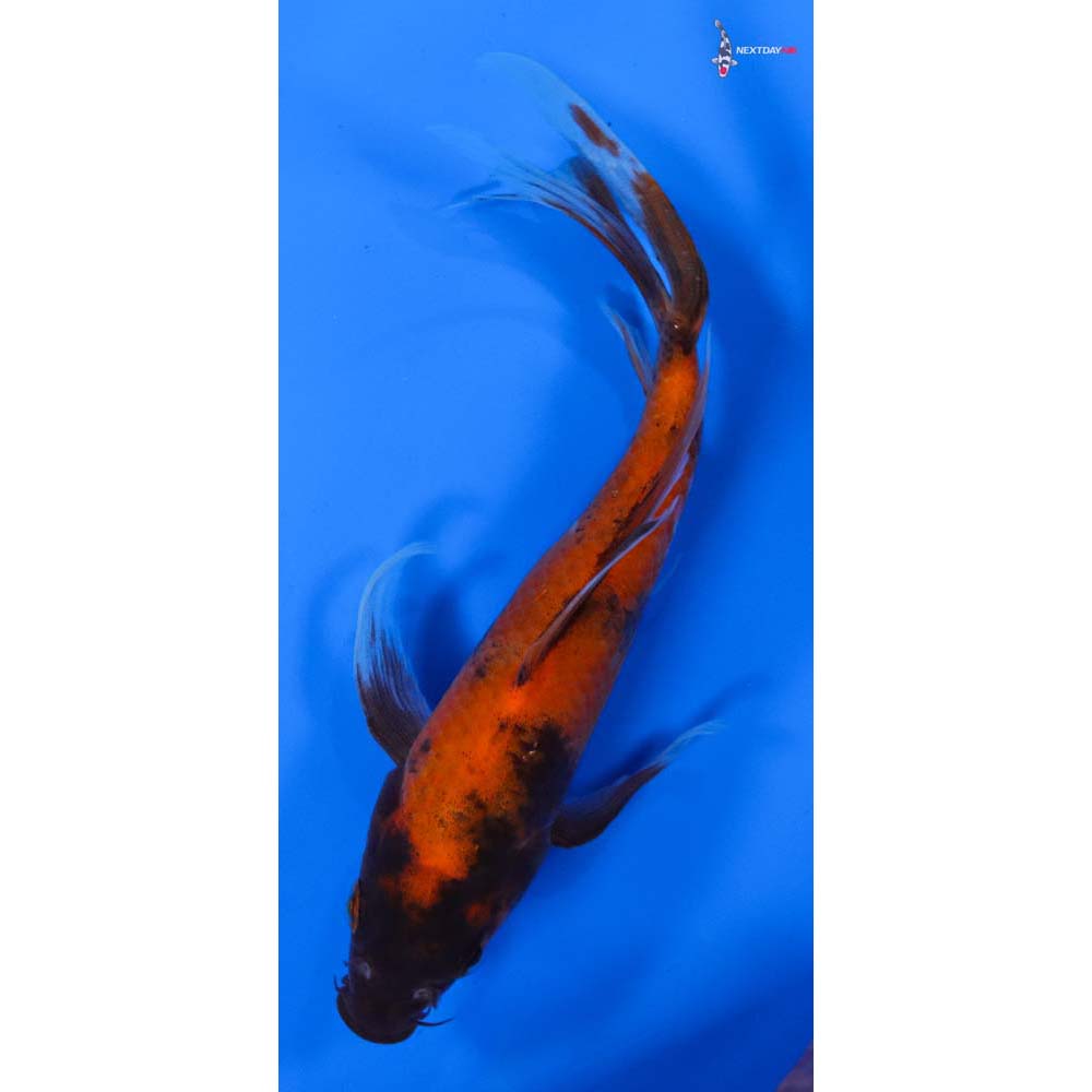 7” Imported Hi Utsuri Butterfly Koi