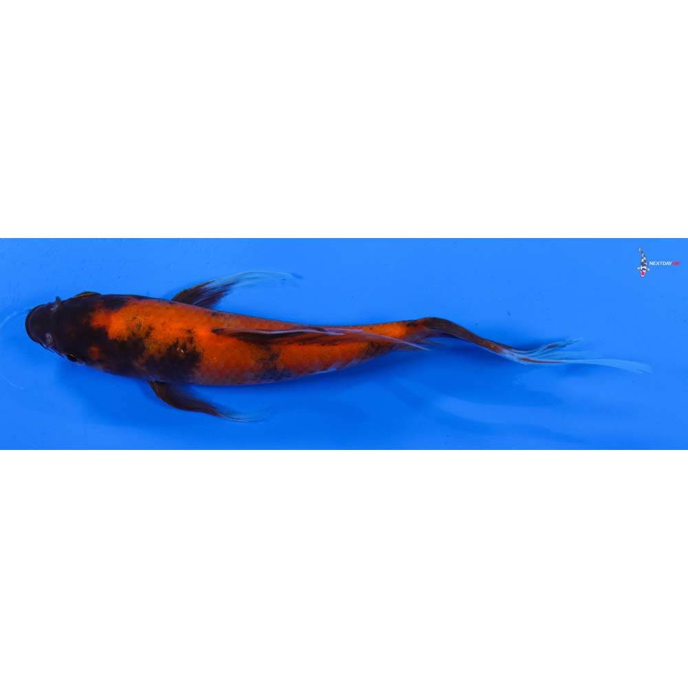7” Imported Hi Utsuri Butterfly Koi